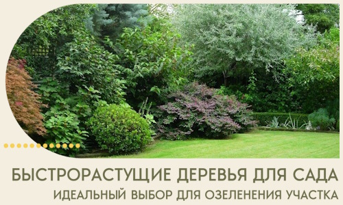Быстрорастущие деревья для сада идеальный выбор в Кашире