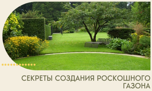 Секреты создания роскошного газона в Кашире